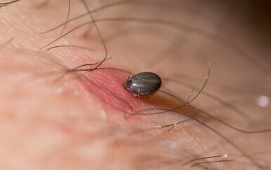 Počela je sezona krpelja, prenose opasne bolesti, a mnogi ne znaju da postoji cjepivo