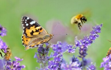 Na snazi UN-ov sporazum o bioraznolikosti: Cilj je zaštita 30 posto oceana do 2030.