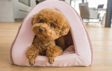 Toy pudla