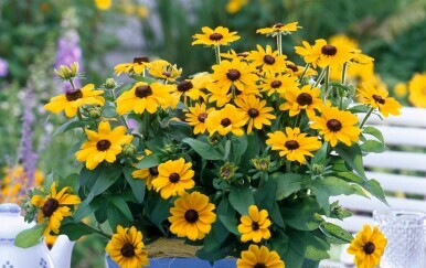 Rudbekija