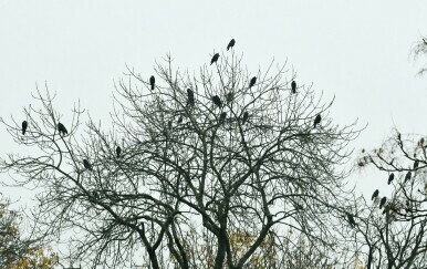 U Zagrebu postavljena upozorenja: Evo kako se ponašati ako vas napadne vrana
