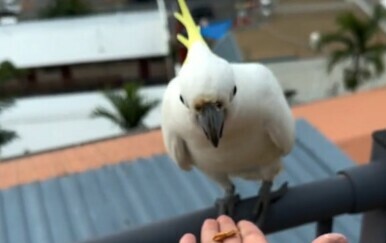 Papiga