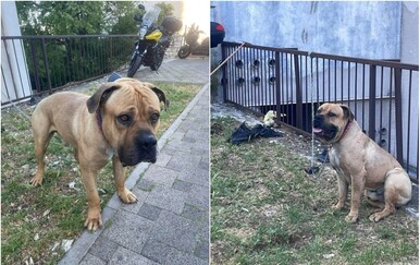 UZNEMIRUJUĆE Šokantna snimka iz Dalmacije: Vlasnik autom vukao psa na lancu, uhićen je