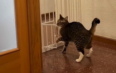Neke mačke su pametnije od vlasnika, a ove snimke su nepobitni dokaz