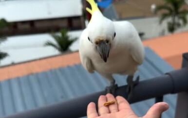 Turistica pomislila da ima nadljudske moći, a onda otkrila surovu stvarnost