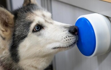 Dogosophy Button za pse