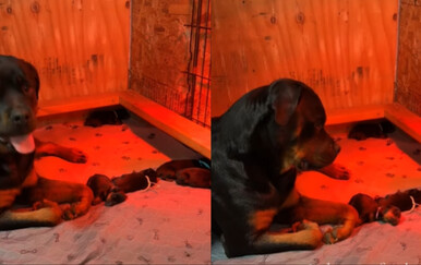 Reakcija Rotvajlerice kad je začula štene rastopila društvene mreže