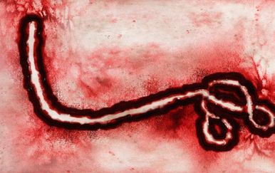 Bundibugyo virus: WHO upozorava na novu prijetnju za koju nema cjepiva, stručnjaci strahuju od širenja