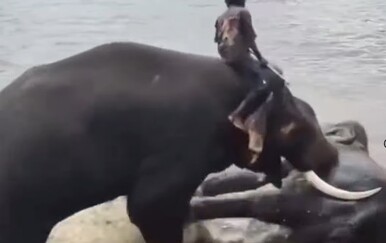 VIDEO Šokantne scene pred posjetiteljima: Slon se srušio na turisticu, poginula je
