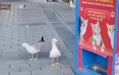 Genijalni galeb oduševio potezom: Pogledajte kako dolazi do hrane
