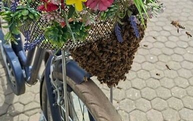 Roj pčela na biciklu na Trgu bana Jelačića