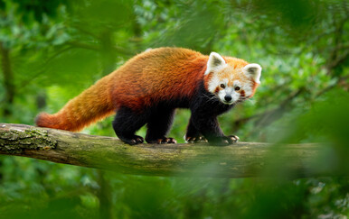 Kako se piše: crveni panda ili crvena panda