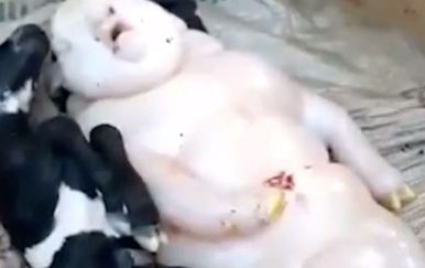 Mutant (Foto: Screenshot/YouTube)