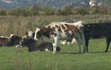 Krave u dolini Neretve - 2