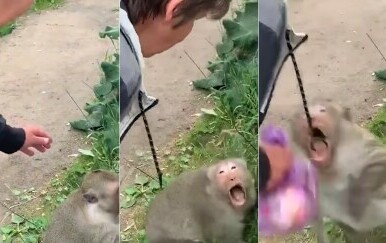 Napad majmuna
