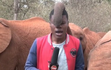 Reporter i slon