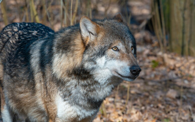 Vukovi u Hrvatskoj: Opažena 43 čopora, ali stanje je dobro samo u alpskoj regiji