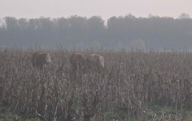 Pronađeni pobjegli bikovi - 2