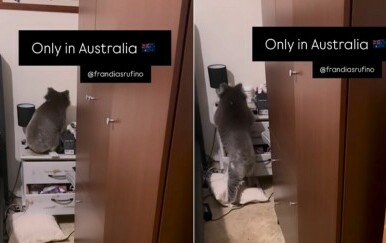 Koala kako se penje na noćni ormarić