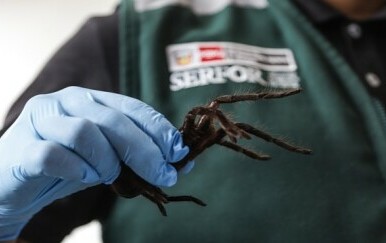 Tarantule