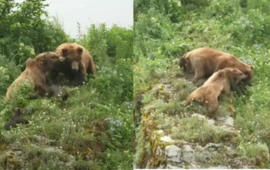 Medvjedica u borbi za zaštitu mladih