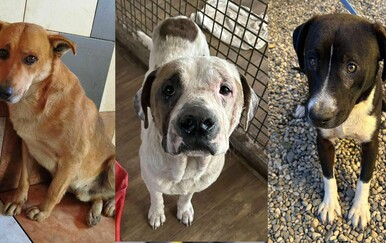 Psi oduzeti iz romskih naselja