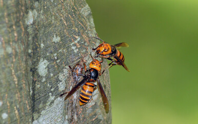 Azijski divovski stršljen