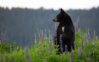 Japanci osmislili zanimljiv način kako držati medvjede dalje od ljudi