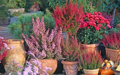 Zašto birati eriku prije vrijeska?