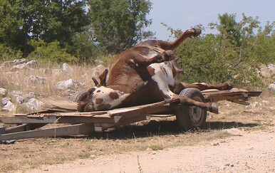 Stočari iz Lonjskog polja već tri godine čekaju oštetu za uginulu stoku