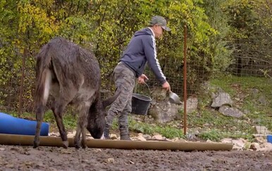 Čopori vukova im ubijaju stoku u dolini Neretve