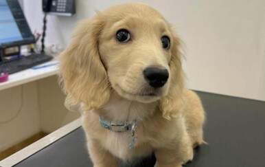 Jesu li ovo najslađi psi na svijetu? Internet misli tako, provjerite slažete li se