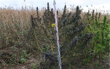 Policija u Đakovu pronašla polje marihuane - 1