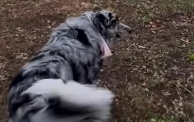 Vlasnica odlučila testirati psa, njegova reakcija raznježila ljubitelje životinja