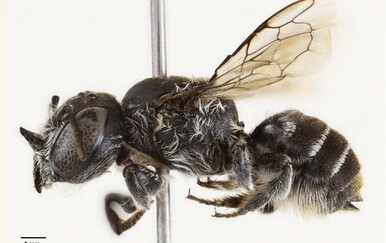 U Australiji otkriveno pravo "čudovište": Ovaj leteći "đavo" čak ima i rogove