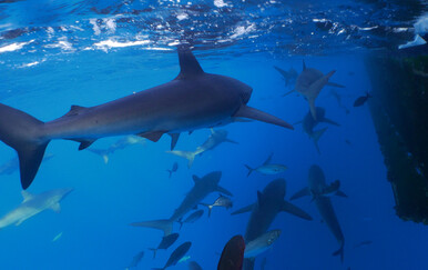Iskusni ronioc preživio napad morske psine: "Ovo je dokaz da mi je poštedjela život"
