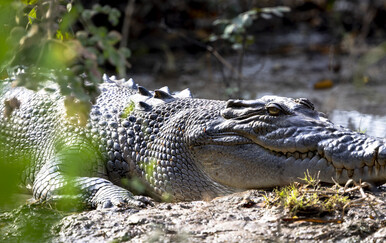 Otkriveni dokazi drevnih krokodila koji su plijen lovili na vrlo neobičan način