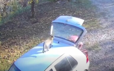 Mačka ozlijedila vlasnika, svi se pitaju je li to napravila namjerno