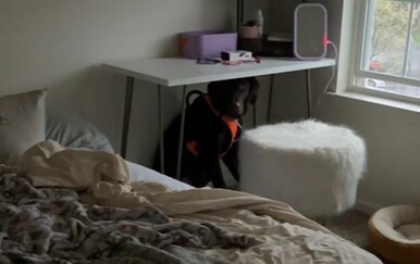 Vlasnicu zbunilo ponašanje pasa, a onda je napokon otkrila uzrok