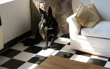 Susret psa i ptice završio iznenađenjem koje je raznježilo gledatelje