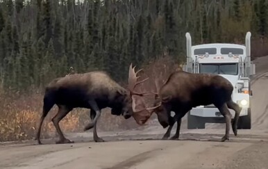 Naišli na spektakularan dvoboj u životinjskom carstvu, svi se zaustavili i promatrali u strahopoštovanju