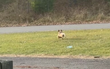 Psić pokušao loviti srne, a onda napravio potez koji je nasmijao vlasnike