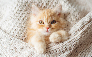 Stvari koje mačke vole raditi kada je vani hladno