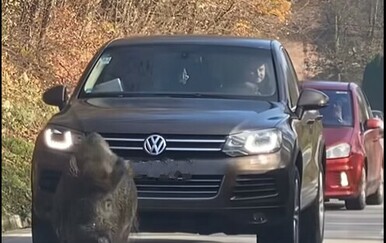 Vepar predvodi autokolonu