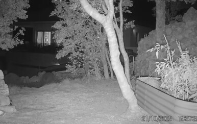 Medvjedi teroriziraju stanovnike između Senja i Karlobaga: Spuštaju se po noći, a ljudi od straha ne izlaze