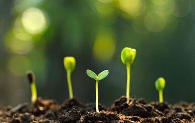 Kako se piše: oživiti ili oživjeti