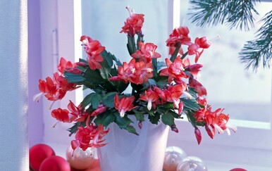 Trik za ljepši cvat božićnog kaktusa