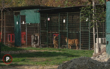 Izgladnjeli, otvorenih rana, zanemarivani: Iz međimurskih romskih naselja svake godine se spasi 700 pasa, ali problem ne prestaje