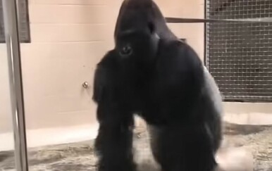 Kad su vidjeli što je gorila napravila, nisu znali bi li se razbježali ili prasnuli u smijeh