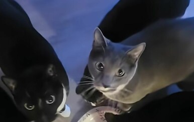 Kad su mačke vidjele što im je vlasnica poslužila za objed, nastao je tajac…